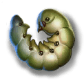 Silkworm caterpillar icon